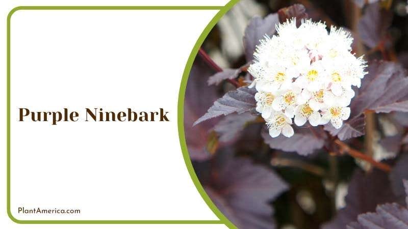 Purple Ninebark in Garden Plant America
