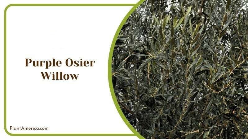 Purple OsierWillow PlantAmerica