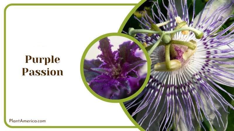 Purple Passion PlantAmerica