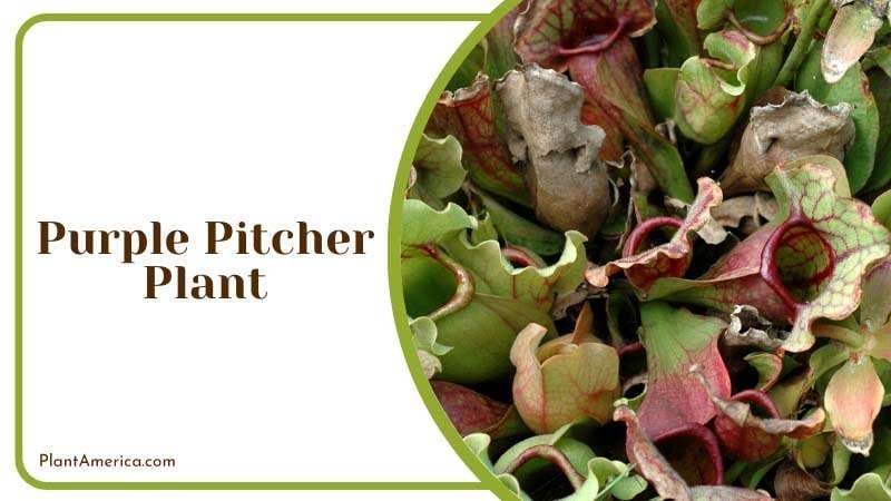 Purple Pitcher Plant feed on insects PlantAmerica