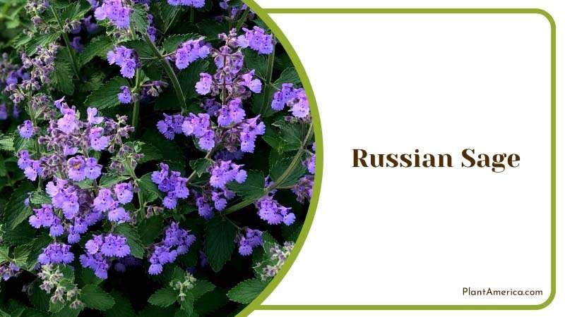 Purple Russian Sage Blossoms Plant America