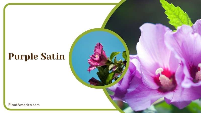 Purple Satin Plant America Purple Satin Plant America