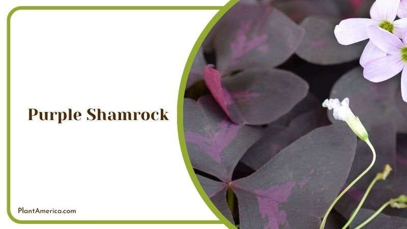 Purple Shamrock Home Plant Plant America Purple Shamrock Home Plant Plant America