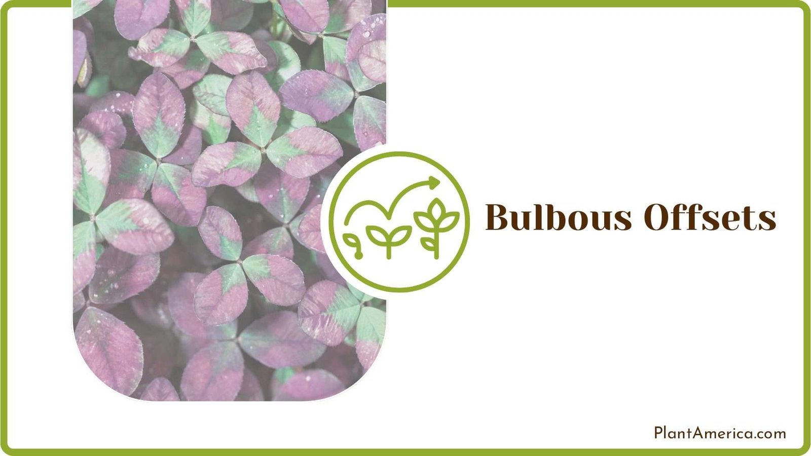 Purple Shamrock Plant PlantAmerica