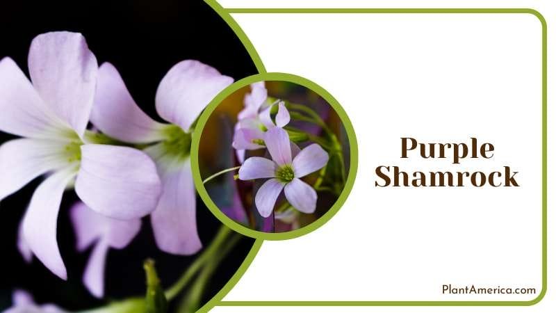 Purple Shamrock with dark purple triangular leaves Plant America Purple Shamrock with dark purple triangular leaves Plant America