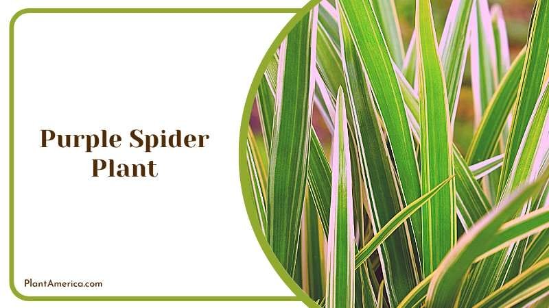 Purple Spider Plant PlantAmerica