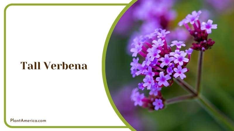 Purple Tall Verbena Blossoms Plant America