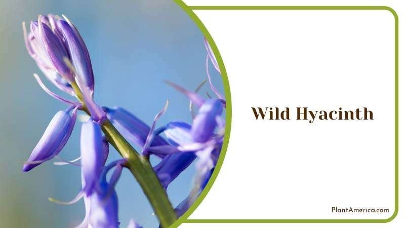 Purple Wild White Hyancinths in Nature Plant America Purple Wild White Hyancinths in Nature Plant America