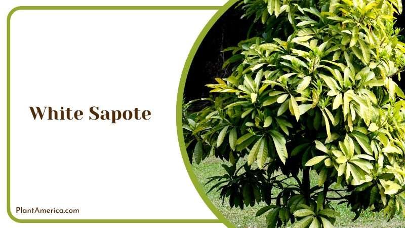 Purple and Blue Flowers Blooming Plant America