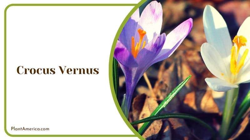 Purple and White Crocus Vernus Plant America