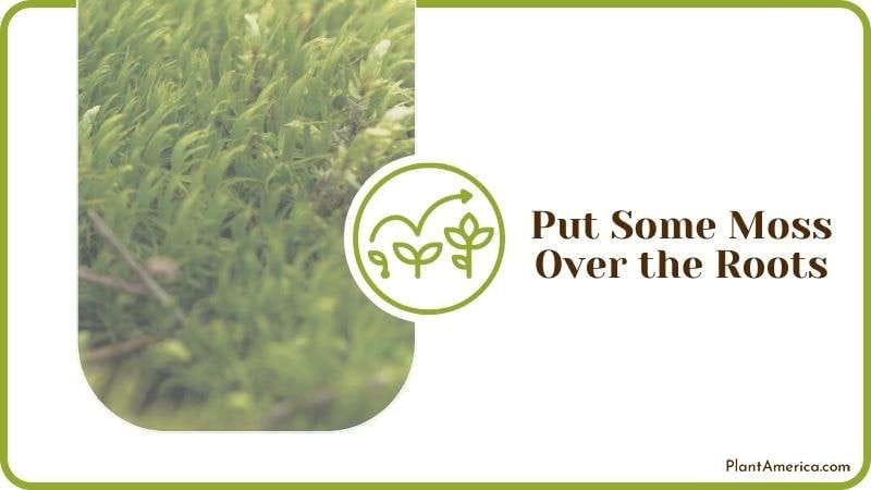 Put Some Moss Over the Roots Plant America Put Some Moss Over the Roots Plant America