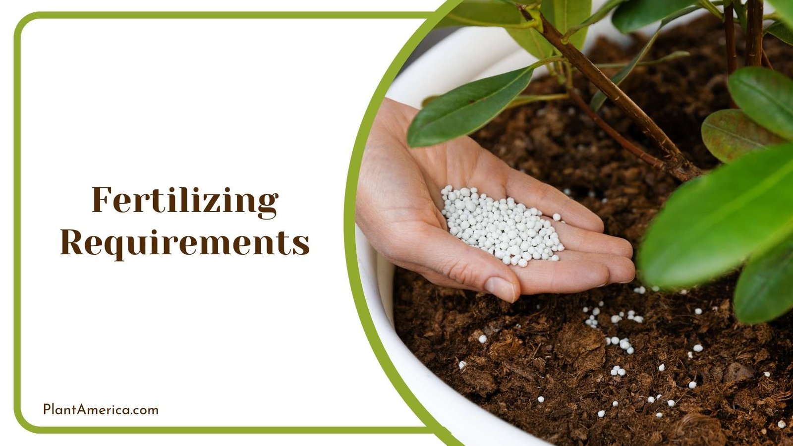 Putting Fertilizer On A Plant Plant America 1