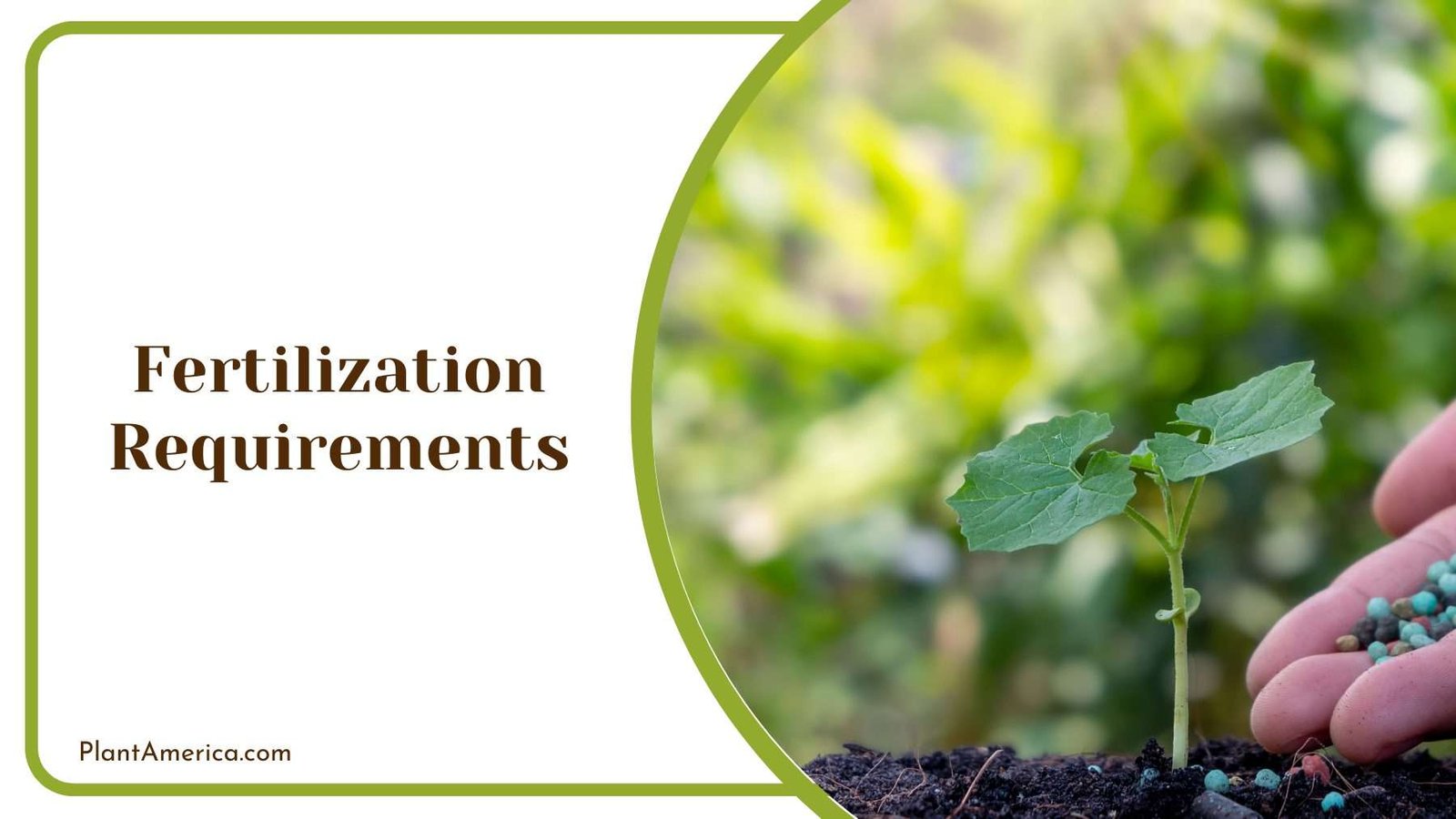 Putting Fertilizer On a Plant Plant America