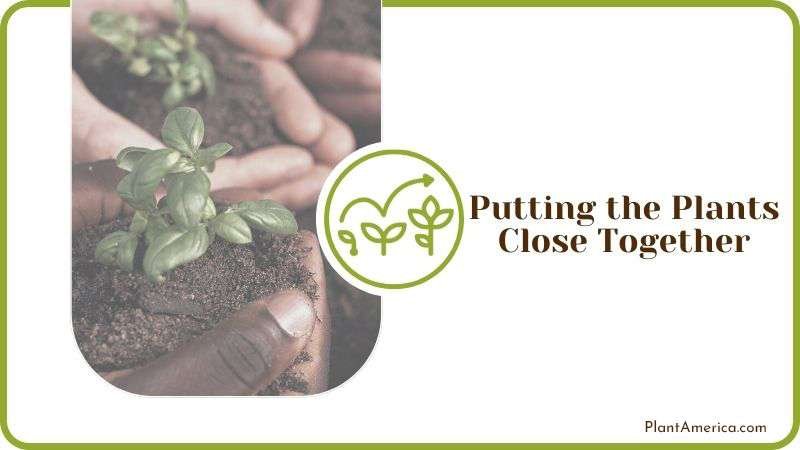 Putting the Plants Close Together Plant America