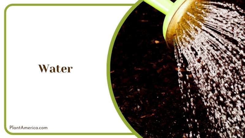 Putting the Succulent Plant into Soil Plant America 1