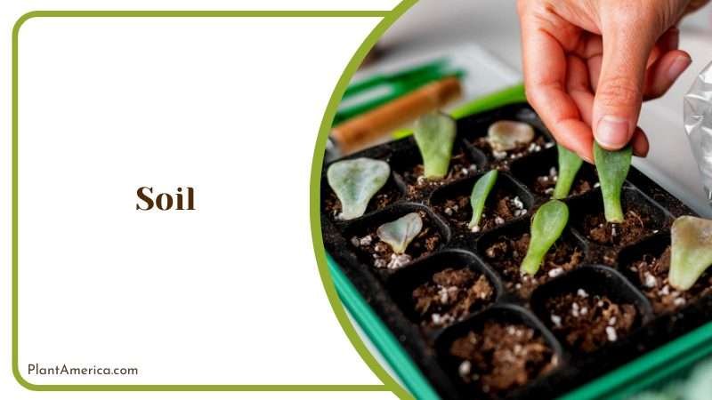 Putting the Succulent Plant into Soil Plant America
