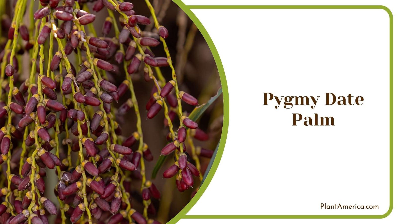 Pygmy Date Palm Plant America Pygmy Date Palm Plant America