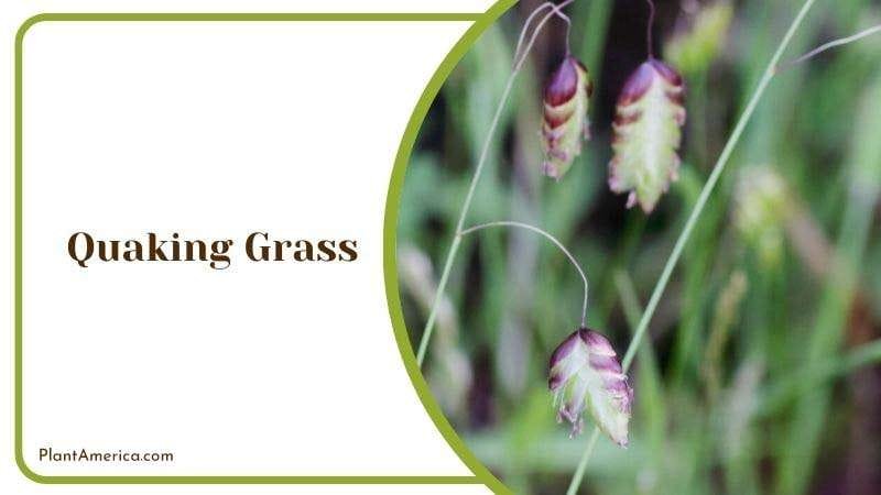 Quaking Grass Plant America Quaking Grass Plant America