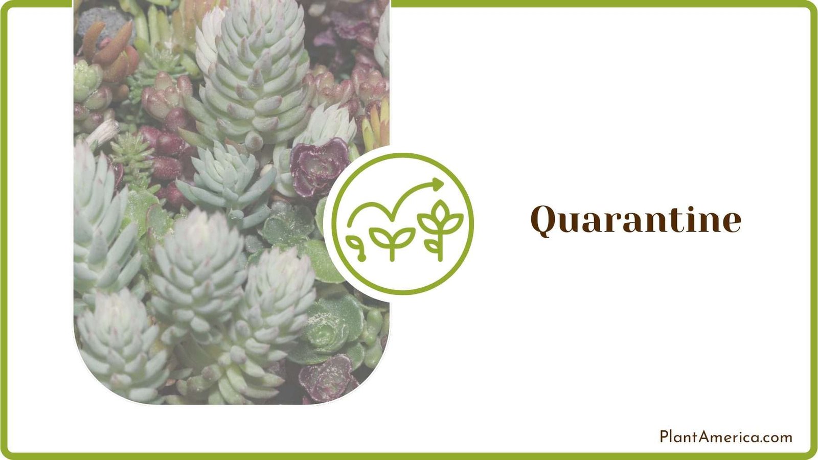 Quarantine Infected Succulents Plant America