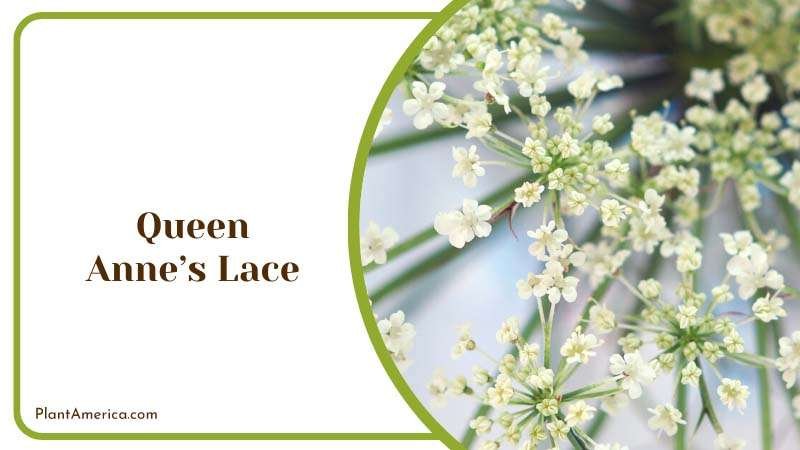 Queen Annes Lace Flowers Plant America 1