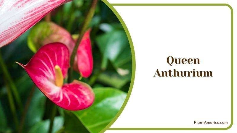 Queen Anthurium Plant America Queen Anthurium Plant America