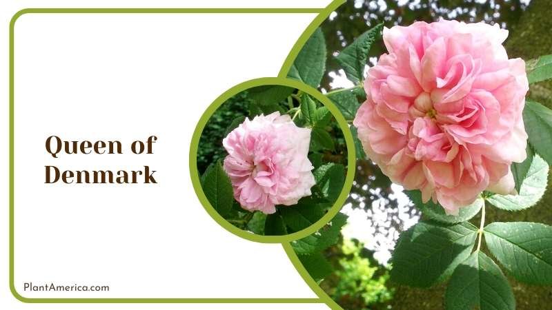 Queen Of Denmark Roses in a Tree Plant America
