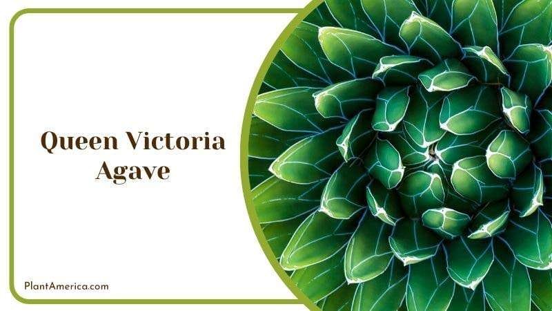Queen Victoria Agave Plant America Queen Victoria Agave Plant America