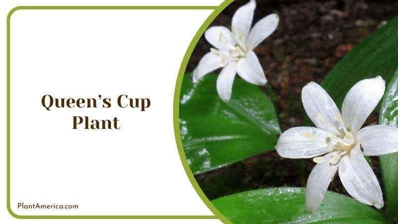 Queens Cup Plant Plant America Queens Cup Plant Plant America