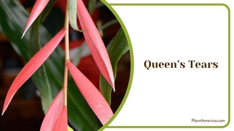 Queens Tears Plant America Queens Tears Plant America