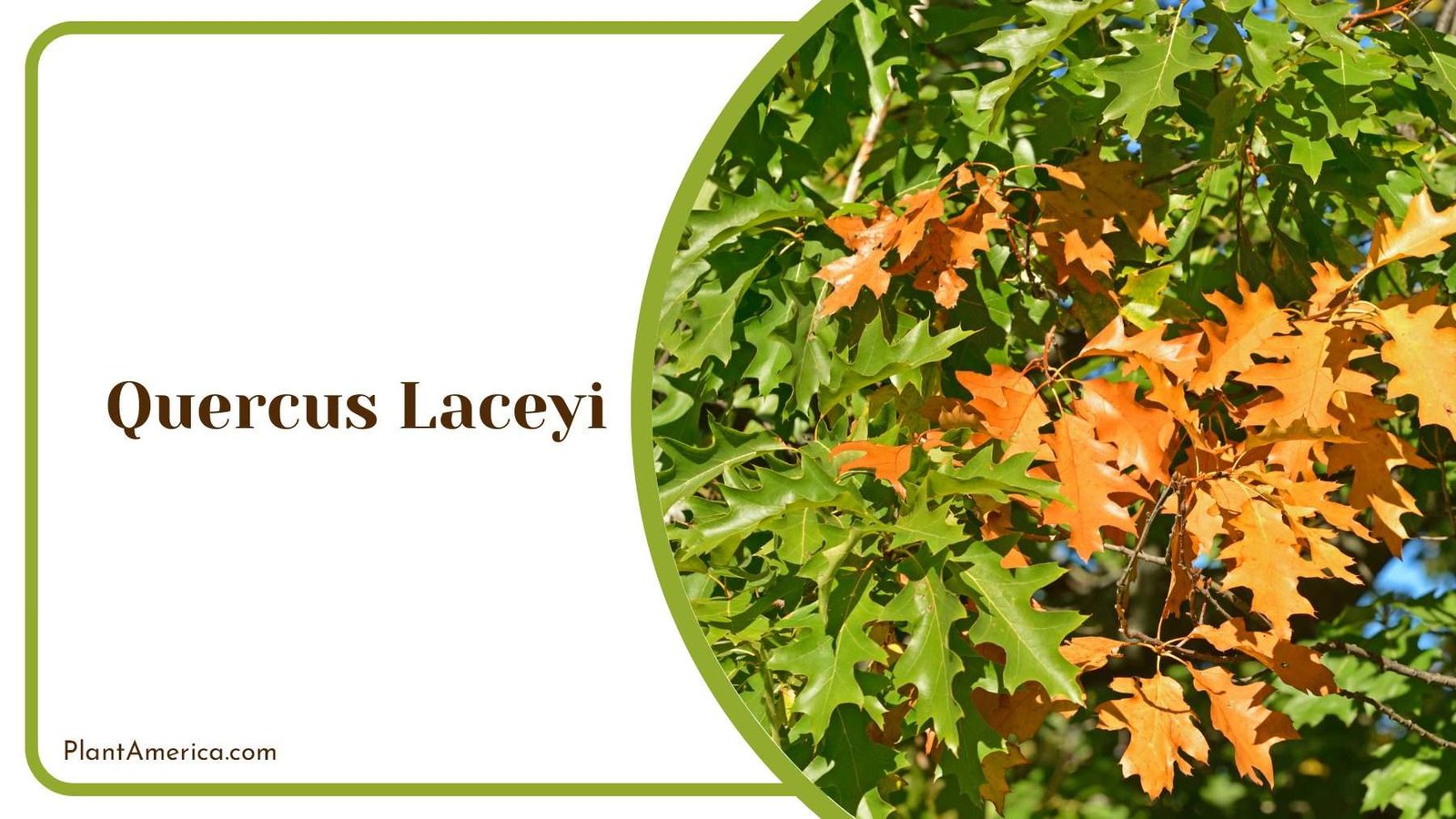 Quercus Laceyi Branches PlantAmerica