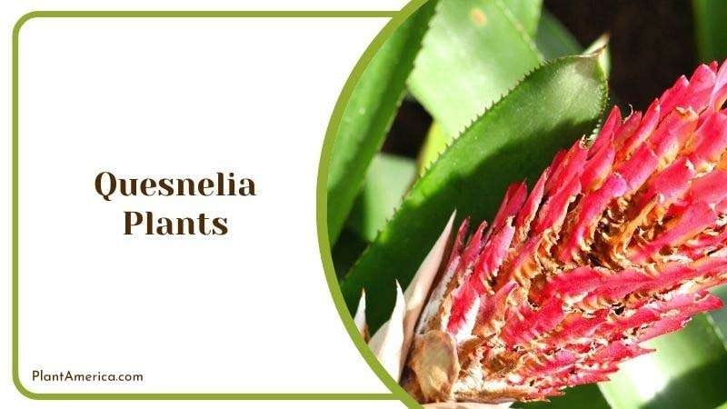 Quesnelia Plants Plant America