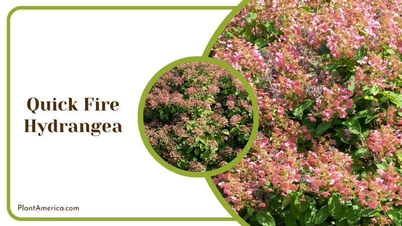 Quick Fire Burst of Hydrangea Blooms Plant America