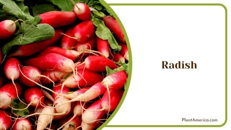 Quick and Easy Crop for Your Garden Plant America