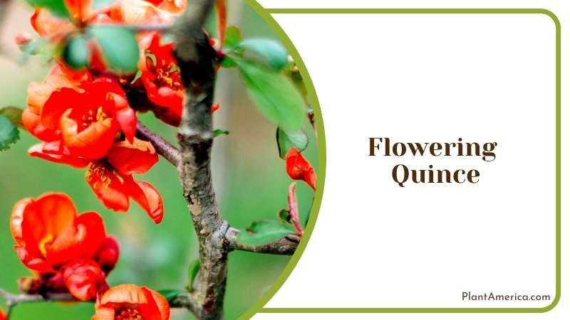Quince A Sign of Spring Plant America