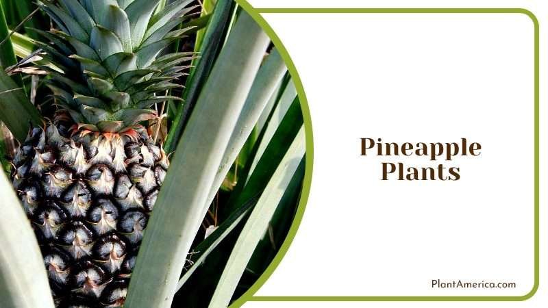 Quirky and Charming Houseplant Plant America 1