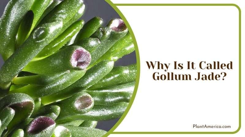Quirky and Charming Houseplant Plant America 2