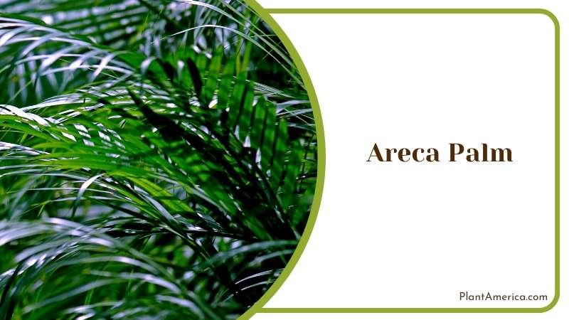 Quirky and Charming Houseplant Plant America