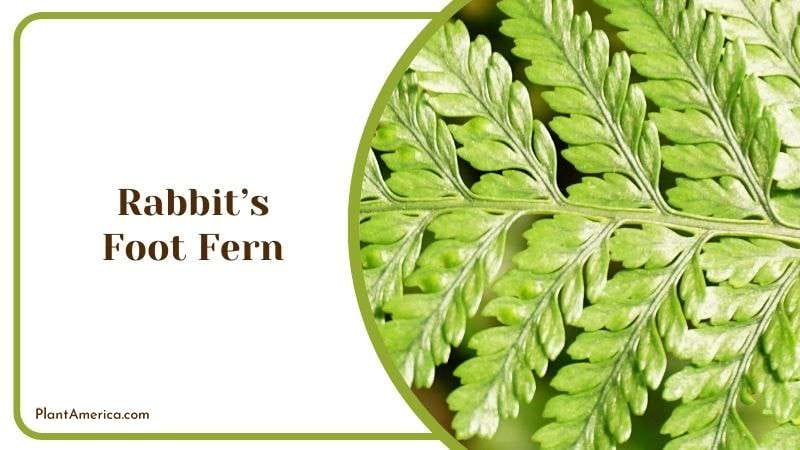 Rabbits Foot Fern Management Plant America