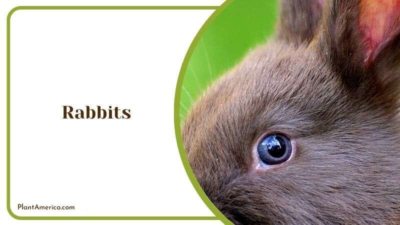 Rabbits Plant America