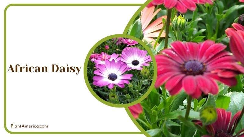 Radiant Beauty of African Daisy Plant America