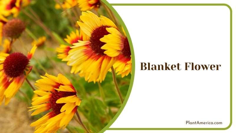 Radiant Bloom of Blanket Flowers Plant America