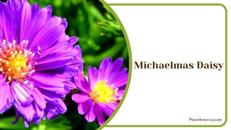Radiant Michaelmas Daisy Plant America Radiant Michaelmas Daisy Plant America