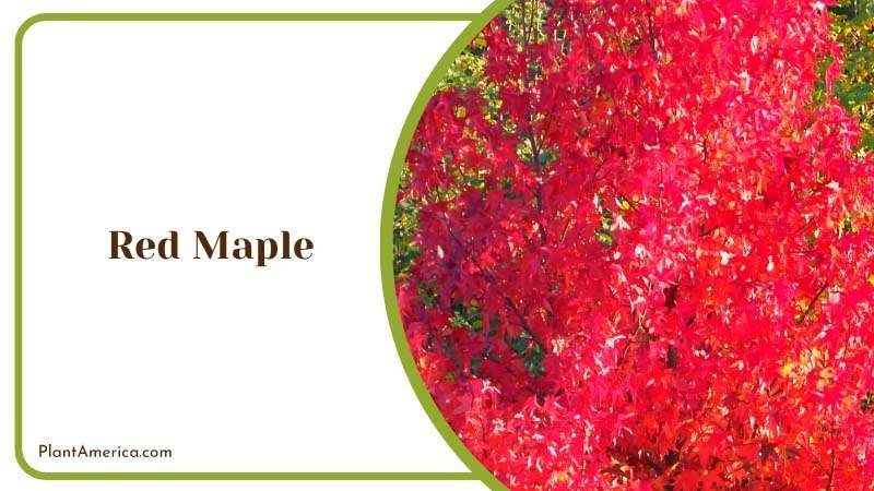 Radiant Red Maple Tree Plant America