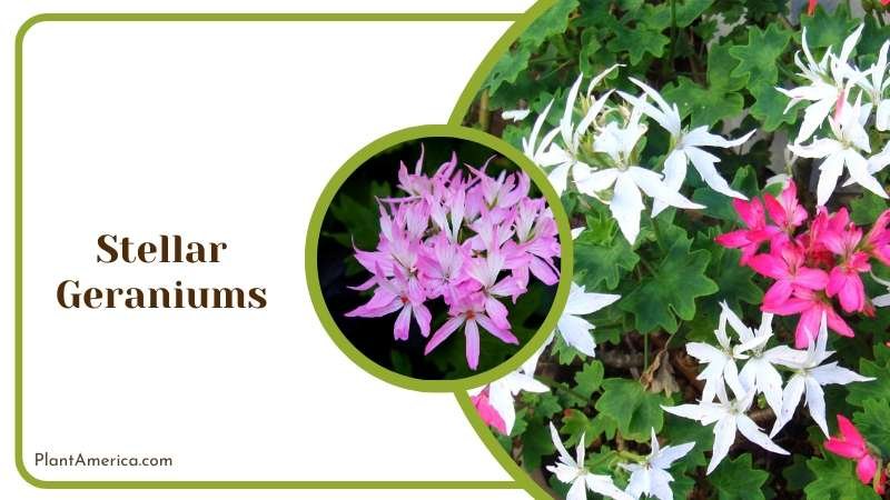 Radiant Stellar Geraniums Plant America