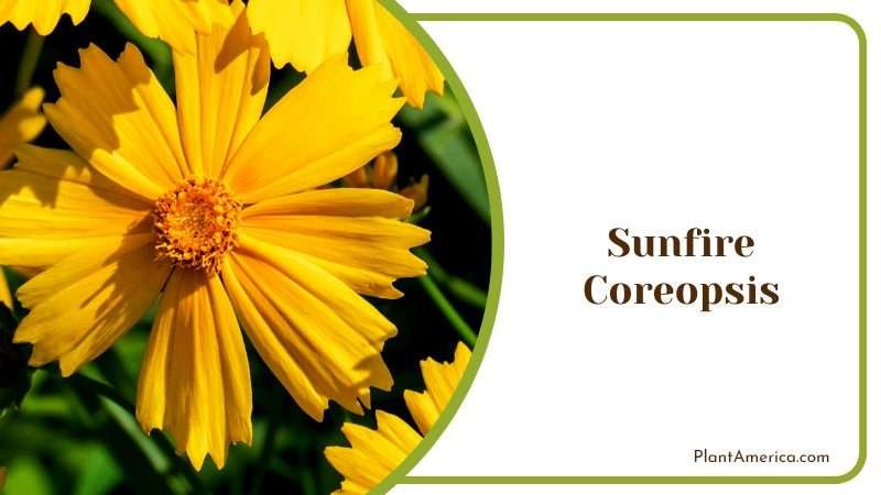 Radiant Sunfire Coreopsis Plant America