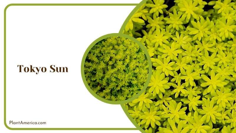 Radiant Tokyo Sun Succulent Plant America