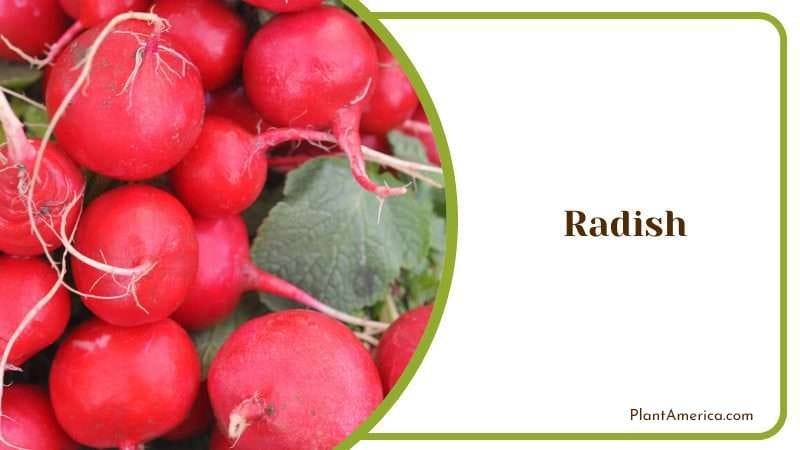 Radish or Raphanus Sativus PlantAmerica
