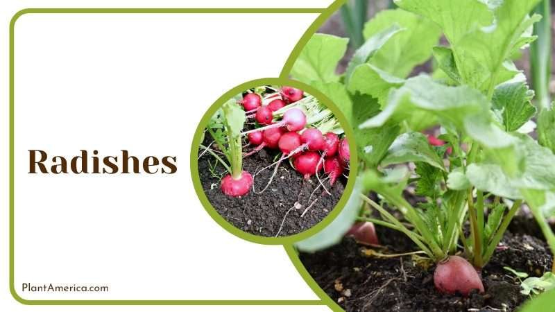 Radishes Roots are used for medicinal purposes Plant America Radishes Roots are used for medicinal purposes Plant America