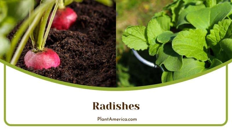Radishes in Bright Sunlight PlantAmerica