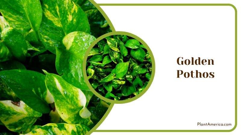 Rain Drops on Golden Pothos Plants Plant America